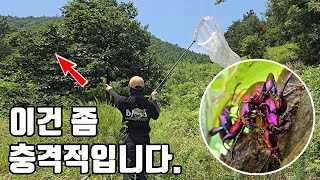 ※곧 뉴스에 나올겁니다! 결국 대한민국 습격한 열대 보석곤충ㄷㄷ 이거 괜찮을까요?