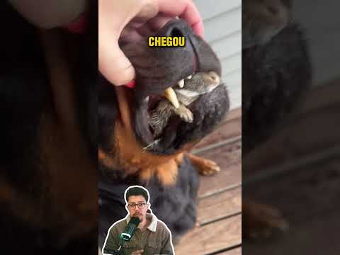 Olha o que o cachorro fez!