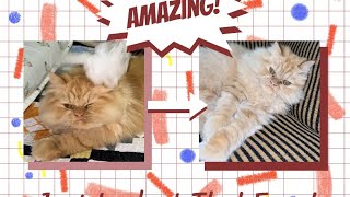Cutest Cat Playing with Ball Ever! | Funny & Adorable Kitty Moments You’ll Love