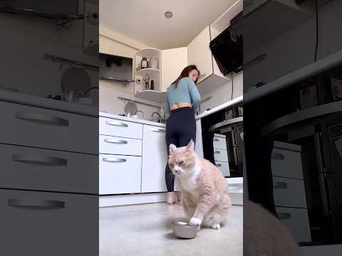 No one’s hungrier than a cat who just finished eating 😼🍴 #fyp #foryou #cat #cats