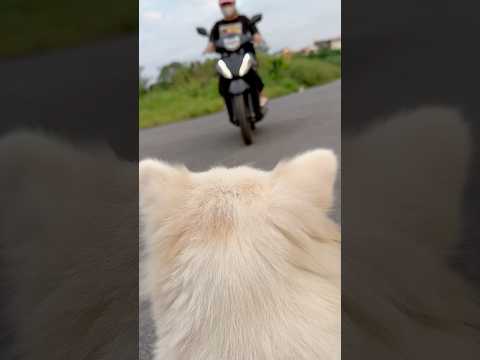 My dog had an accident #shorts #dog #cat #cats #kitten