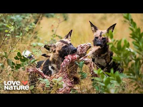 When All Odds Are Against You | Wild Dogs: Running With The Pack 101