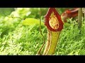 Understanding Pitcher Plants and Their Traps