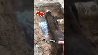 Sie fanden etwas unglaubliches. 😲💀