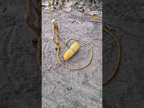Armadilha de sobrevivência para pegar animais #selva #natureza #caça #shorts