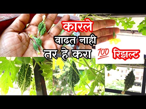 कारल्याची वाढ होत नाही तर हे करा / How to Grow Bitter gourd / Karela Kaise Grow kare Tips in Marathi