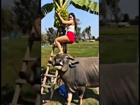 Ela soube usar sua defesa #funnyvideos