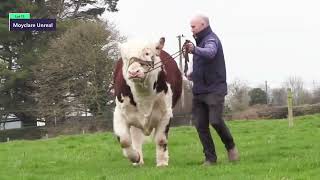 Lot 15 - Moyclare Unreal