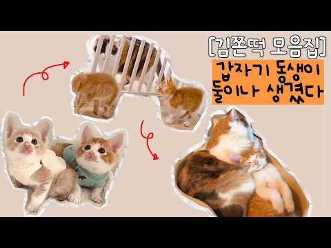 [몰아보기] 느슨해진 외동묘 집에 형제냥의 등장이라... 동반 입양부터 합사까지 몰아보기