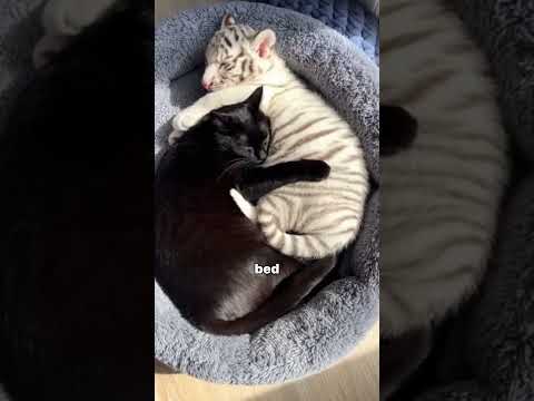 I Rescued a White Tiger Cub Rejected By Her Mother and This Happened #animals #rescue