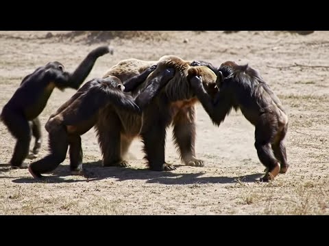 What Happens When a Chimp Fights a Bear? 🐾 Plus More Shocking Battles! 🔥