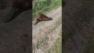 Man Spots Beaver While Driving in Countryside