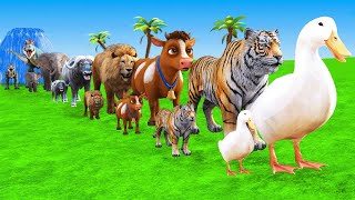 Long Slide Game with Cow Elephant Gorilla Hippopotamus Tiger 3d Animal Game Funny 3d Animals