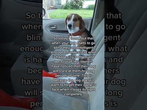 I'm not crying you are 😭😭😭 || beaglebitez - cute pet videos