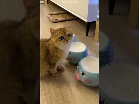 Cat Made Owner Surprise