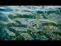 Importance of Models in Water Quality