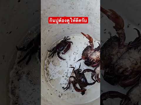 จะกินปูต้องดูให้ดีน่ะครับ #allah #funny #fishing #food #islamicstoriesinurduandhindi