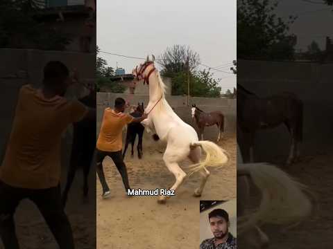 #horselov #automobile #sansansehorhorse #horsecare #يوميات_ترند #funny #horselove #love #horseriding