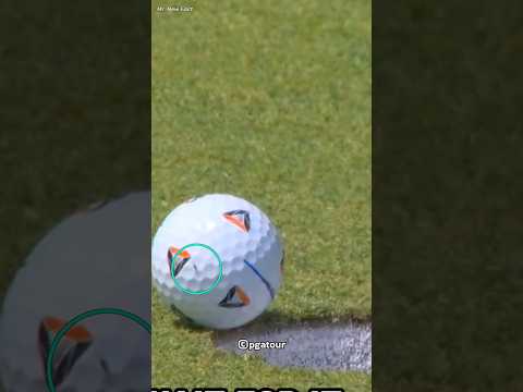 What does this fly do sitting on the ball