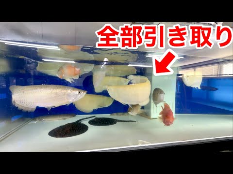 アロワナ１０匹！大量の大型魚を全て引き取ります