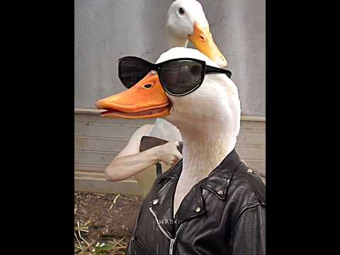 Duck is the GOAT🐐#trending #funny #duck #edit #fyp #viralvideo #5x30 #meme #shorts