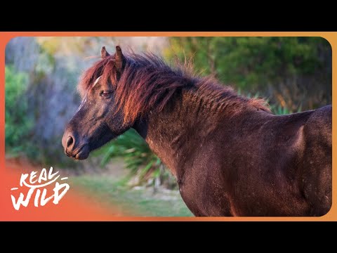 Australia's Wild Horse Hunt: The Controversial Annual Brumby Run