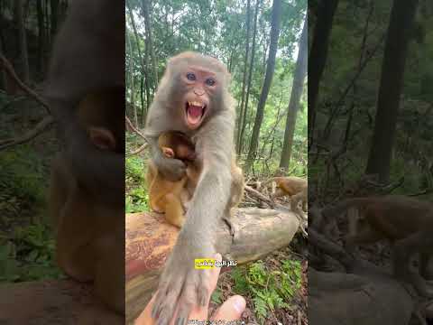 غضب القرد عندما إقتربت منه الفتاة 😮 #shorts