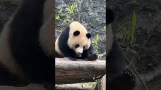 小熊熊别用毛手揉眼睛，过来我帮你揉 #熊猫日记