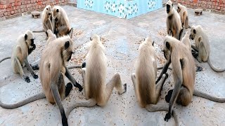 😱 इतने सारे लंगूर एक साथ! | Langur Eating Chana on Terrace (Heartwarming) ❤️