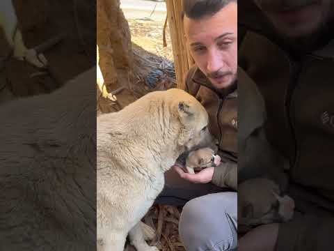 Mamayı verdik yemedi Arabanın önünde durup Birşeyler söyler gibiydi Ve sonrası👉 #shortvideo #short
