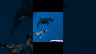 Swimming With the Ocean's Most Powerful Predator #killerwhale