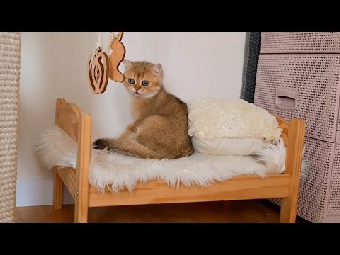 Stop sleeping, let's play! Bassy's funny kittens.