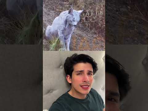 ภาพบันทึกครั้งแรกในประวัติศาสตร์โลกของ “แมวป่าลิงซ์ไอบีเรียน สีขาวหายาก” #youtubeshorts #เรื่องสั้น