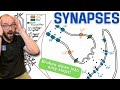 Synaptic Transmission and Neurotransmitter Functions