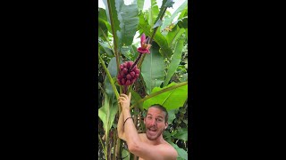 I Couldn't Believe What Fruit I Found!