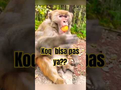 Lemparannya pas masuk kedalam mulut
