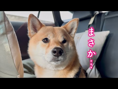 連れ出された先が病院だと知ると表情が一変する柴犬が可愛い