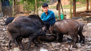 Harvesting lychee garden, Farm animal care, Forest life
