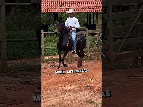 MULA de paso fino ARTE EN MOVIMIENTO #viralvideo #youtube #shortsvideo #shortsfeed #shorts