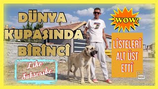 GÜVERCİN OYUN KUŞU ! DÜNYA KUPASINDA 1 NUMARA BASRİ KULU