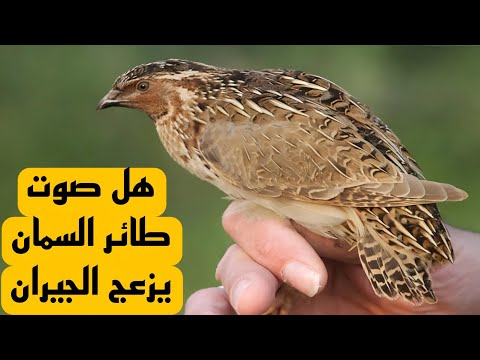 هل صوت طائر السمان يزعج الجيران عند تربيته في المنزل؟