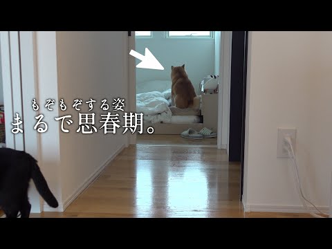 どうした・・？挙動不審の柴犬を隠し撮りしてたらまさかの結果に。。