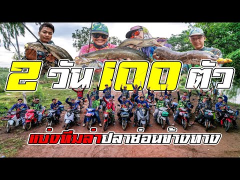 2-วัน-100-ตัว-แบ่งทีมล่าปลาช่อนข้างทาง FIN FROG THAILAND 2-วัน-100-ตัว-แบ่งทีมล่าปลาช่อนข้างทาง