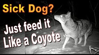 We Cured our SICK DOG with a HOMEMADE DIET.  We Feed Her Like a Coyote LMAO.