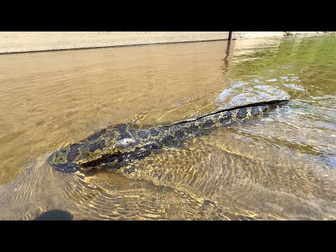 巨大怪魚の悲しい末路【ガサガサ】【お魚キラー】