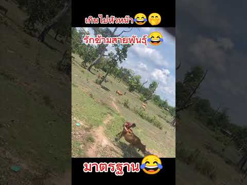 รักข้ามสายพันธุ์