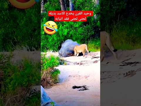 استطاع وحيد القرن ان يخدع الاسد ويجفض فوقه #shorts