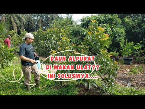 Waduh!! Daun alpukat miki di makan serangga | Ini Solusinya....