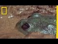 Water Holding Frog Adaptations
