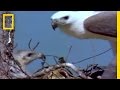 Eagle Conflict and Maneuvers
